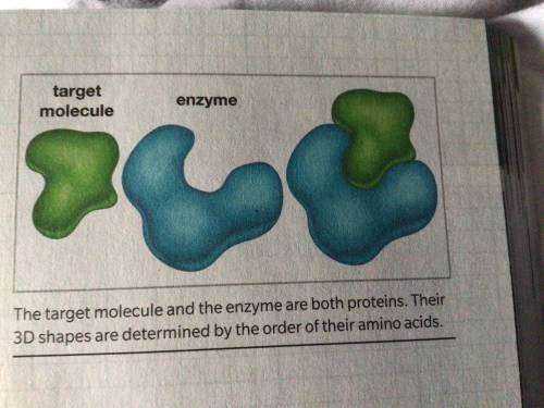 Look again at the enzyme diagram and it’s target molecule. How might a mutation affect the interact