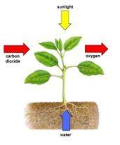 Living Organisms need energy to carry on their life processes. Green plants get this energy by unde
