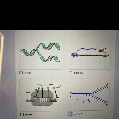 Which picture indicates the process of DNA replication correctly?