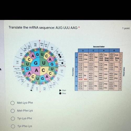 Translate the mRNA sequence: AUG UUU AAG 
HELPPPPPPP