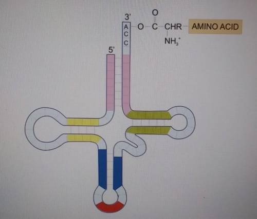What type of RNA is shown below?A- mRNAB- tRNAC- rRNAD- snRNA