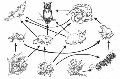 Which organisms belong to the same food chain?

A.clover, mouse, rabbit, owl
B.wheat, mouse, snake