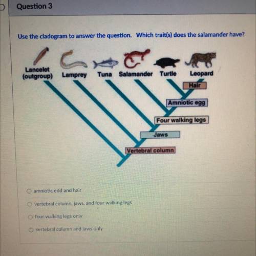 Use the cladogram to answer the question. Which trait(s) does the salamander have?

Lancelet
(outg