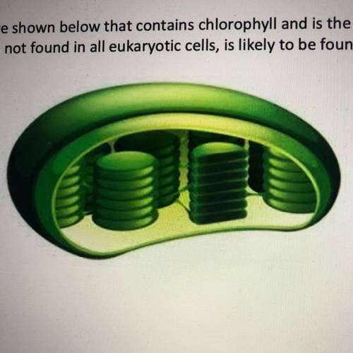 A cell contains the structure shown below that contains chlorophyll and is the site of photosynthes