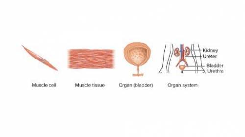 Write a sentence or draw a diagram to relate these words: cell, tissue, and organ.