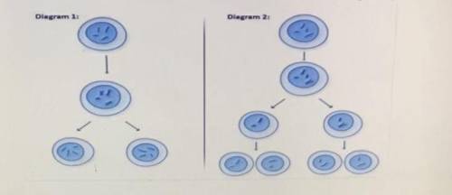A student told the teacher that diagram 1 represents the process of mitosis and diagram 2 represent