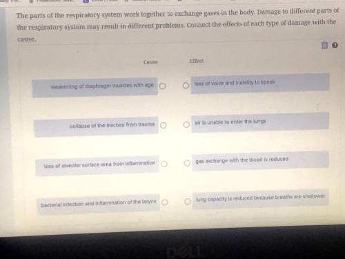 Please give me the answers to this respiratory system