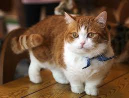 Help
5x^2 - 35x+50/x^2-x-20
also here is something cute.......... a munchkin cat
