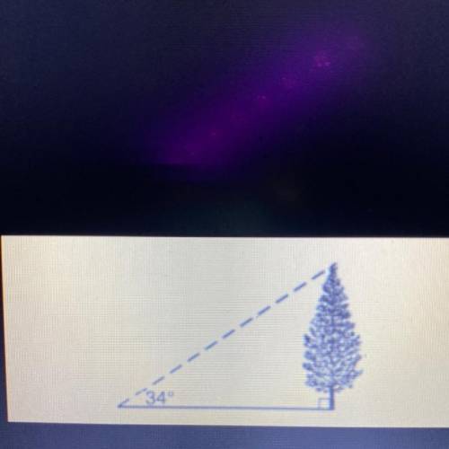 If the tree grows an additional 10 feet, what is the new angle of elevation from the point 25 feet