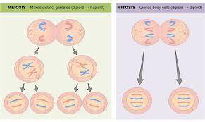 How are meiosis and mitosis different?