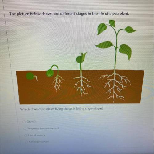 The picture above shows the different stages in the life of a pea plant. Use the picture!