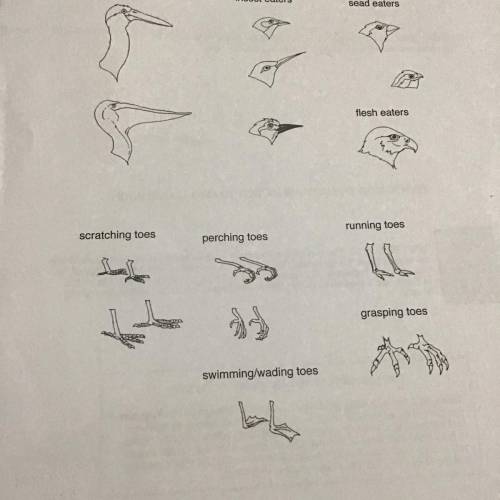 42. Study the illustrations of bird heads and feet on page 226 of the study guide. Using what you
