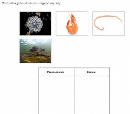 Match each organism with its correct type of body cavity 
HELP