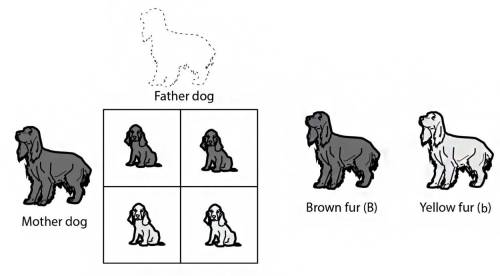 In a certain breed of dogs, brown fur (B) is a dominant trait over yellow fur (b). Gregory owns a b