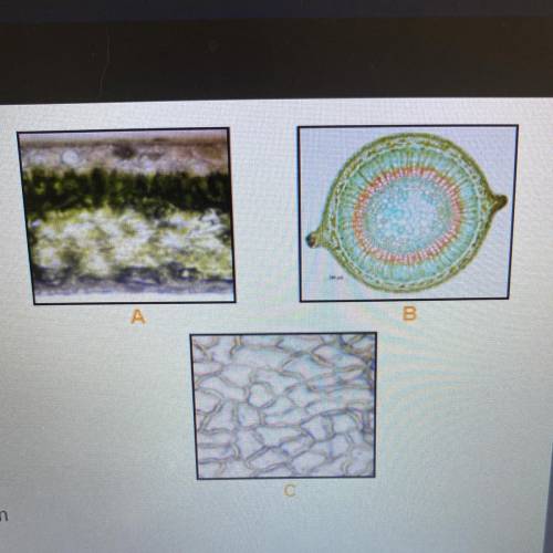 Identify the plant tissues in the three images.

A. 
B. 
C.
The answers are 
A. Dermal 
B. Vascula
