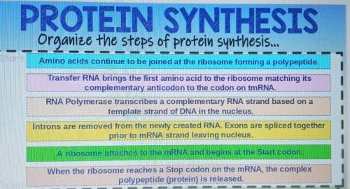 Organize the steps of protein synthesis.​