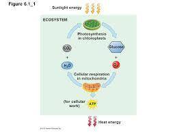 Photosynthesis is to chloroplasts as cell respiration is to

glucose
cytoplasm
mitochondria
golgi b