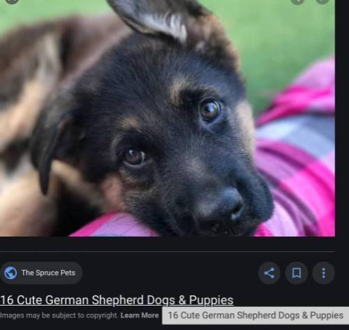 Im getting another dog , sadly issa girl, theres no more males, its a German Shepard