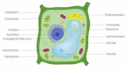 Show the label the plant cell​