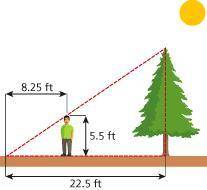If the tree is 19.3 feet tall, how far is the person standing away from the tree in feet?