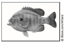 Hurry

A student uses this diagram to understand the parts of a fish. The student then uses an ide