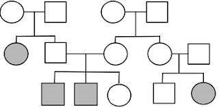 What does the square represent in a pedigree? male or female How many generations are shown in the