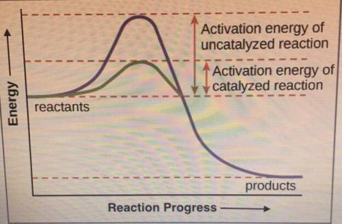 What is the function of an enzyme? Use this graph as evidence to support your claim.