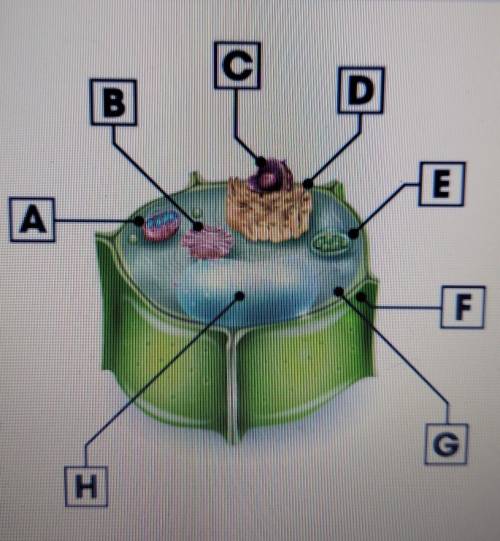 Which organelle stores water and helps to maintain the plant cell shape? C D B E A F G H

possible