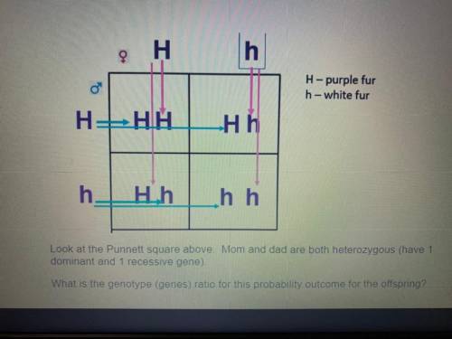 What is the genotype (genes) ratio for this probability outcome for the offspring?