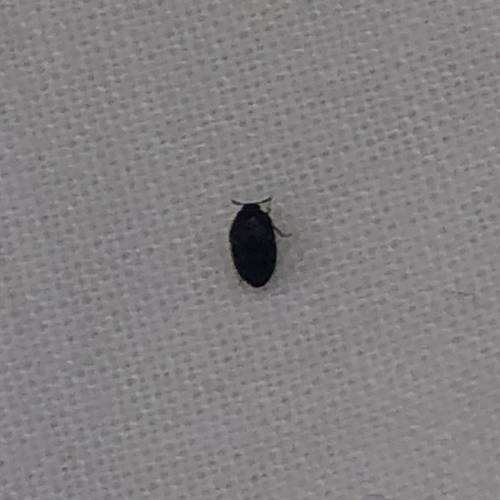 OMG WHAT BUG IS THIS, it was in my bed I'm scared now it's tiny and it's so hard to kill please hel
