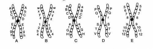 NEED HELP NOW! WILL GIVE BRAINLIEST IF CORRECT Which 2 chromosomes are homologous? Explain why.