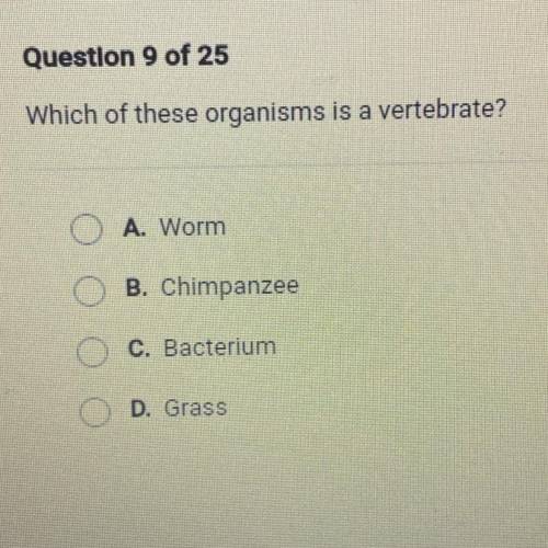 Which of these organisms is a vertebrate?