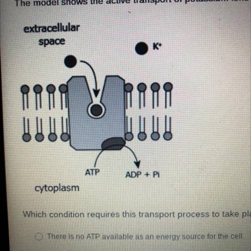 The model shows the active transport of potassium ions (K™) through the cell membrane and into a ce