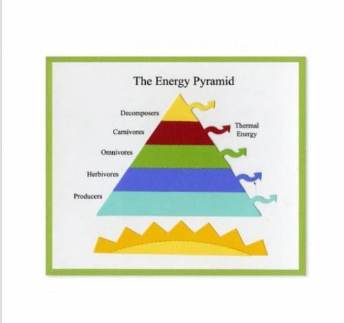 In a food chain/Energy pyramid. As energy moves from one organism to the next, only a percentage of