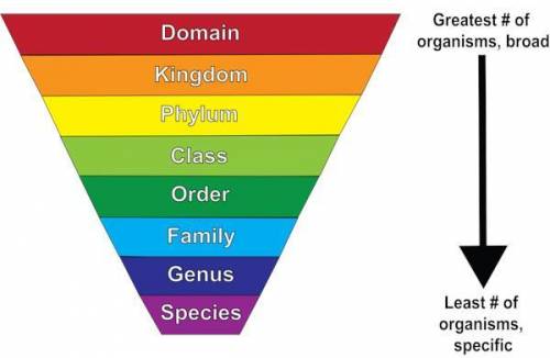 Human are similar to plants in that we share the same:
domain
kingdom
phylum
class