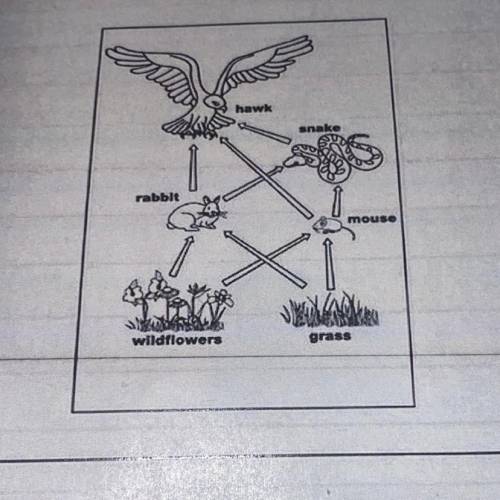 Given this food web below, what would happen to the environment if this animal went

missing?
haw