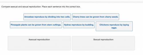 Compare asexual and sexual reproduction. Place each sentence into the correct box.

Amoebae reprod