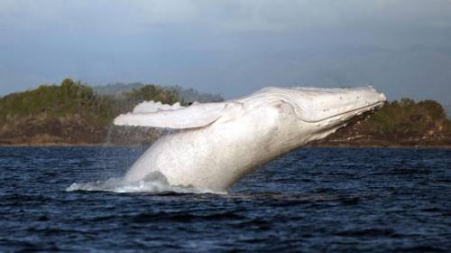 Look at the albino whale people have named Migaloo. The white color is the result of mutations in t