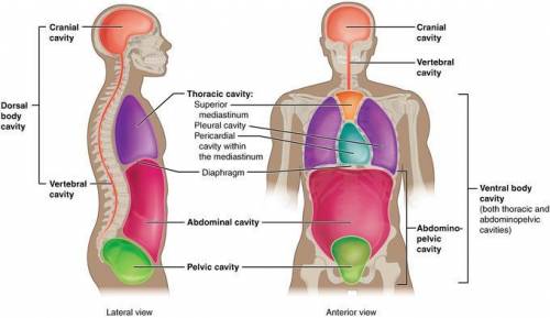 This is a diagram of the major organs of the human female reproductive system. We would find these o