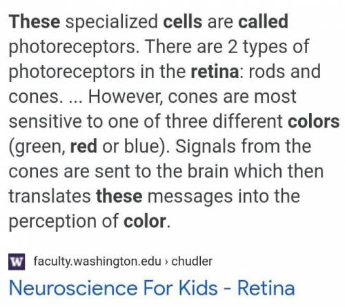 Humans can see colors because of these photo receptor cells in the Retina called