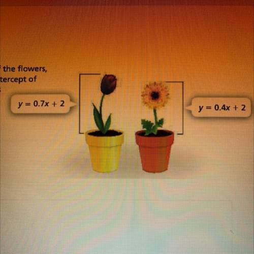 The equations represent the heights, y, of the flowers,

in inches, after x days. What does the y-