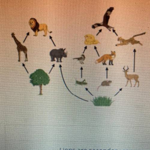 Answer the questions about this food web. (true or false for each one)

-Lions are secondary consu