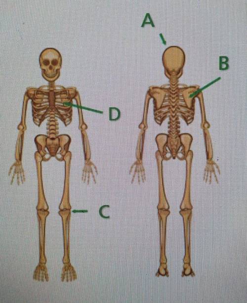 Match the term with the correct letter representing the position on the body.

Anatomical LeftAnte