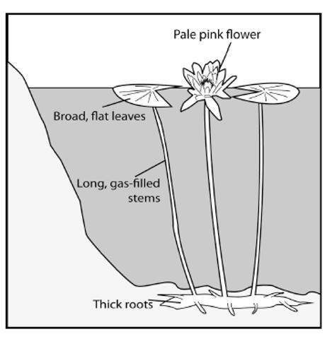 An illustration of a water lily is provided. If annual rainfall increased and caused ponds in this