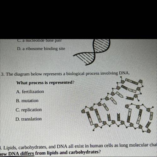 The diagram below represents a biological process involving DNA.

What process is represented?
A.