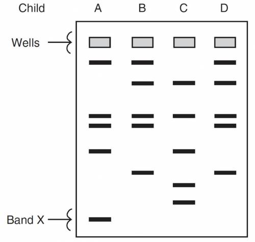 What does this diagram show? 
The topic is Genetics.