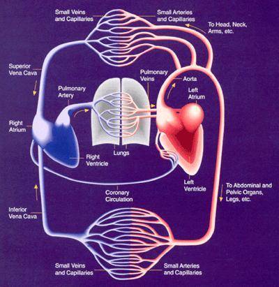 How does the cardiovascular system deliver nutrients and oxygen to all cells in the body via the fl