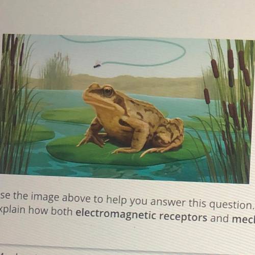 Use the image above to help you answer this question. The frog is sensing the environmental stimulu