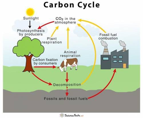 The diagram below shows a simple version of the carbon cycle... How are the processes shown with ye