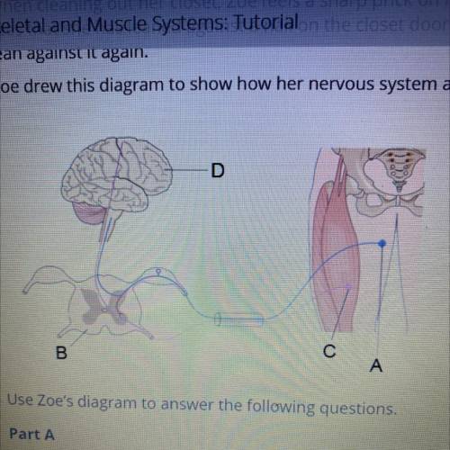 Zoe wants to replace the letters on her diagram with labels that describe how the nerves and muscle